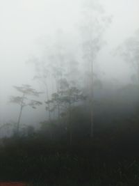 Trees on landscape in foggy weather