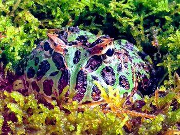 High angle view of multi colored plant