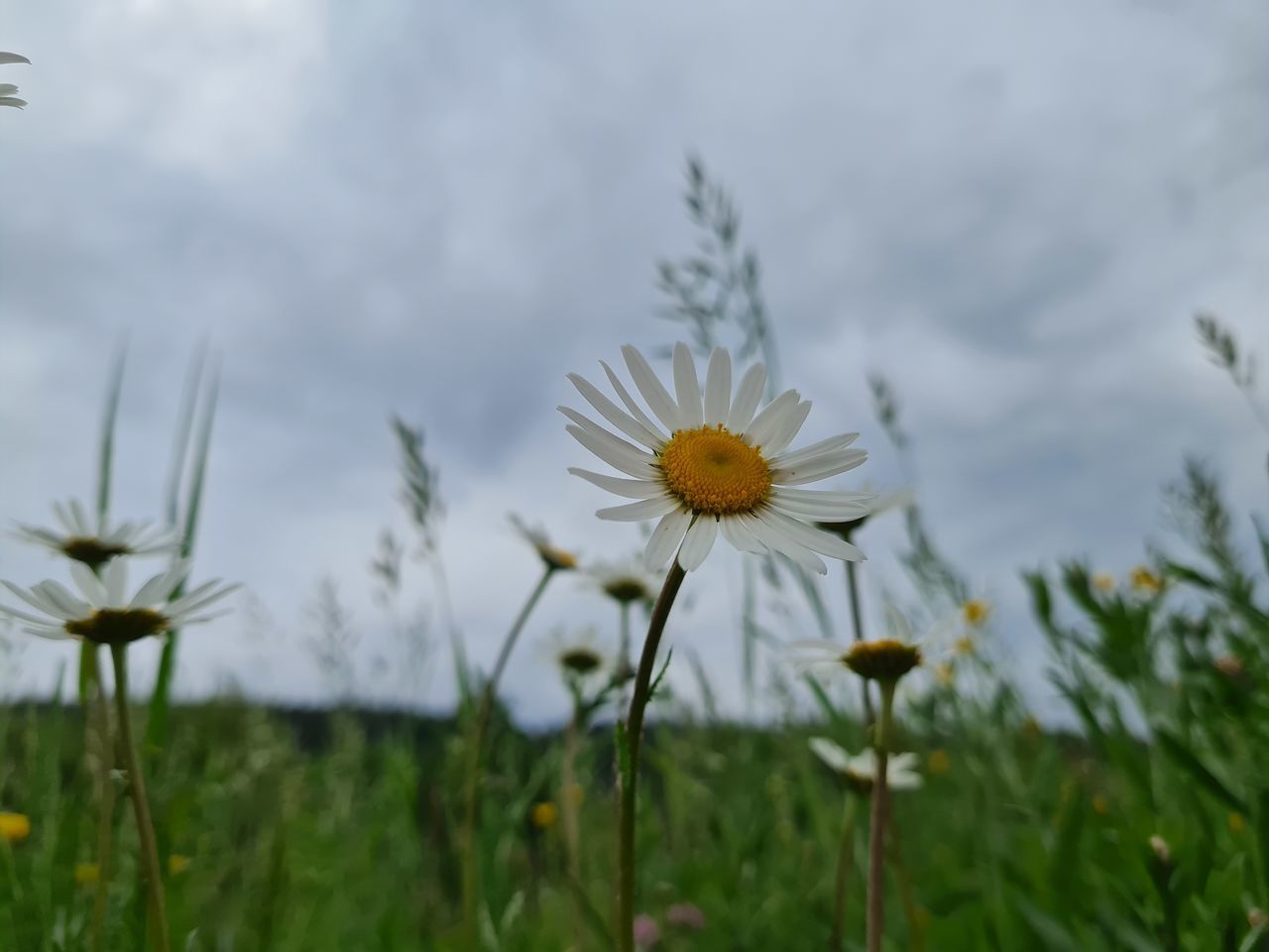 CLOSE-UP OF WHITE DAISY FLOWER