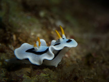 Close-up of fish swimming in sea