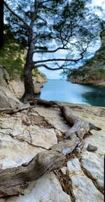 Scenic view of river amidst trees in forest