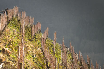 Plants growing on tree trunk