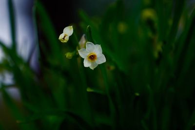 Close-up of flowers blooming outdoors