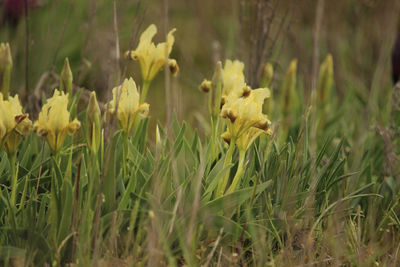 Close-up of yellow flowering plant on field