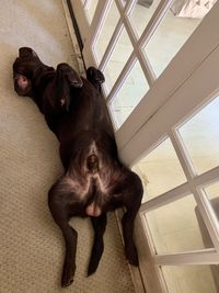 High angle view of dog sitting on window at home