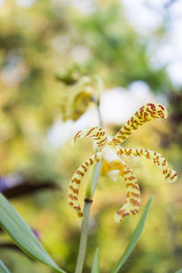 Close-up of yellow flowering plant