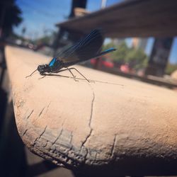 Close-up of bird perching