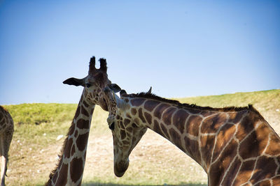 giraffe