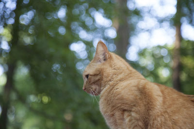 Yellow tabby cat lying down outdoors