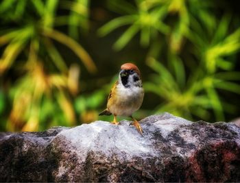 Close-up of bird perching on leaf