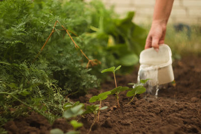 gardening