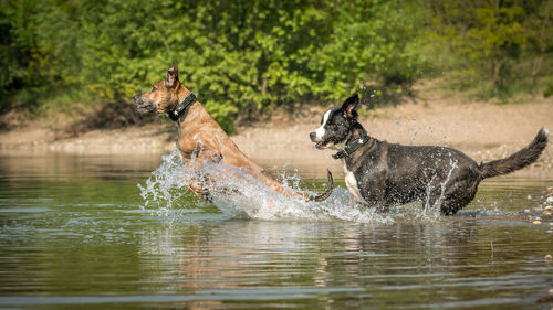 View of a dog running in water