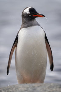 Gentoo penguin stands behind rock shaking head