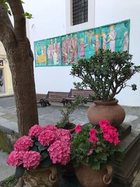 Flowers on potted plant against wall