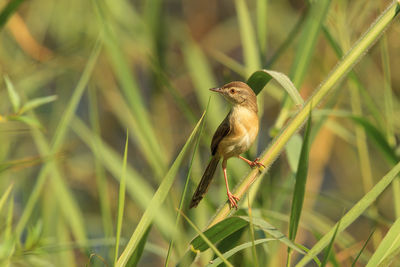 Close-up of bird perching on plant