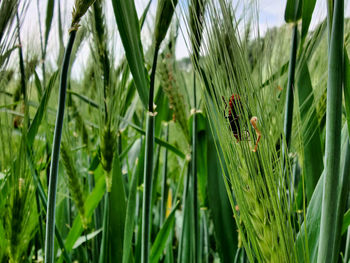 Close-up of insect on plant