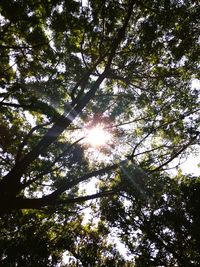 Low angle view of trees against sky