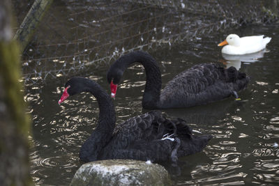 black swan