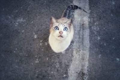 High angle portrait of cat by road in city