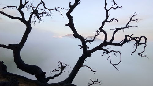 Silhouette bare tree against sky