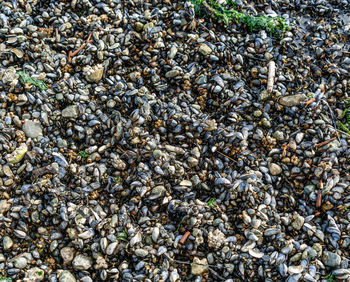 A background shot of mussels alone the shore at windjammer park in oak harbor, washington.