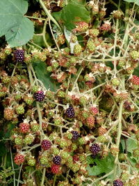 Close-up of fruits growing on plant