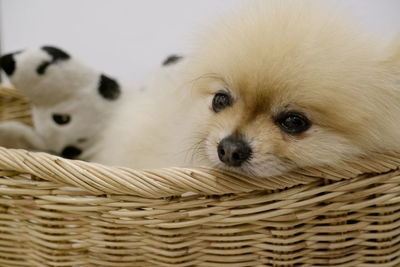 Close-up of a dog looking away