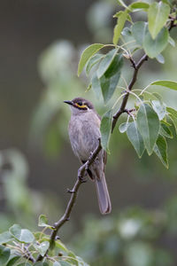 Bird perching on tree