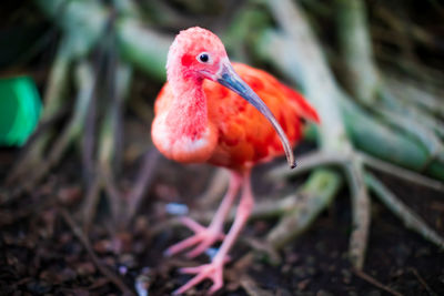 Close-up of a bird on field