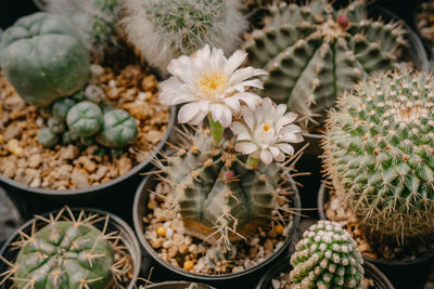 High angle view of potted plants