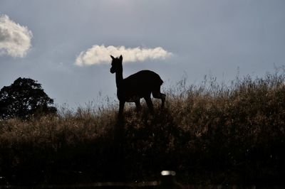 Silhouette alpaca standing on field against sky