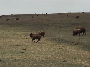 Horses grazing on field against clear sky