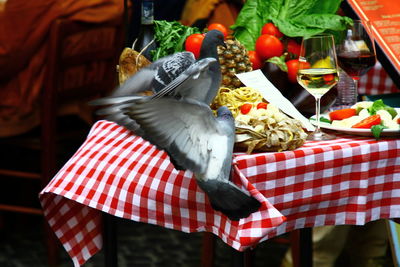 Close-up of bird on plate