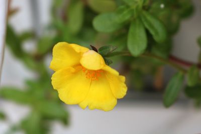 Close-up of yellow flowering plant