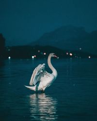 Swan swimming in lake at night