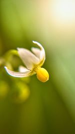 Close-up of yellow flowering plant
