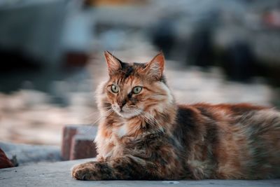 Portrait of cat relaxing outdoors