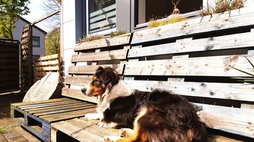 Australian shepherd sitting on wooden bench