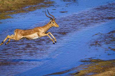Side view of deer running in water