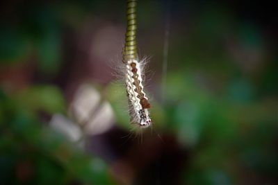 Close-up of tussock moth caterpillar  on plant