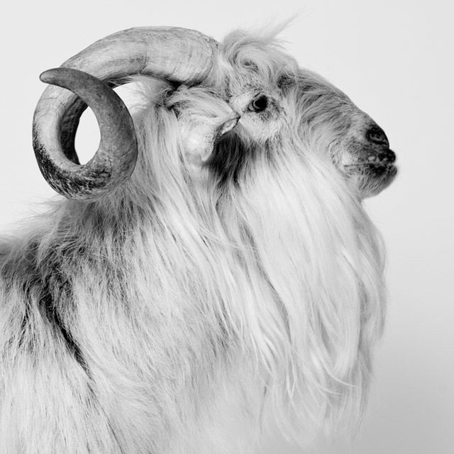 animal themes, one animal, domestic animals, mammal, animal head, dog, animal body part, close-up, animal hair, pets, portrait, animal eye, looking away, front view, no people, studio shot, zoology, snout, animal