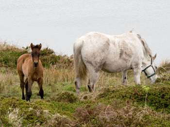 Horses standing in a field