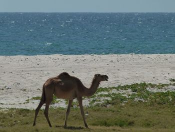 View of a horse on the beach