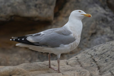 Close-up of seagull perching on rock