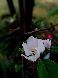 Close-up of flower blooming on tree