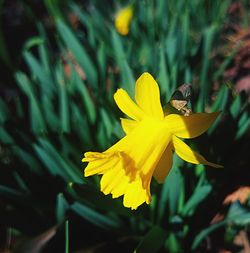 Close-up of insect on yellow flower