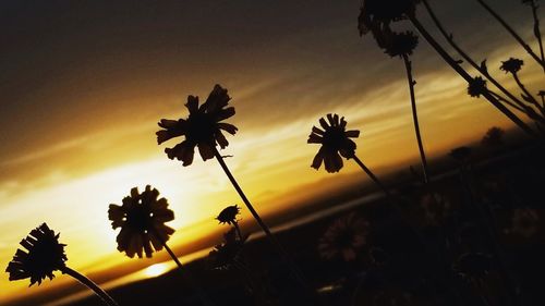 Low angle view of silhouette flowering plants against sunset sky