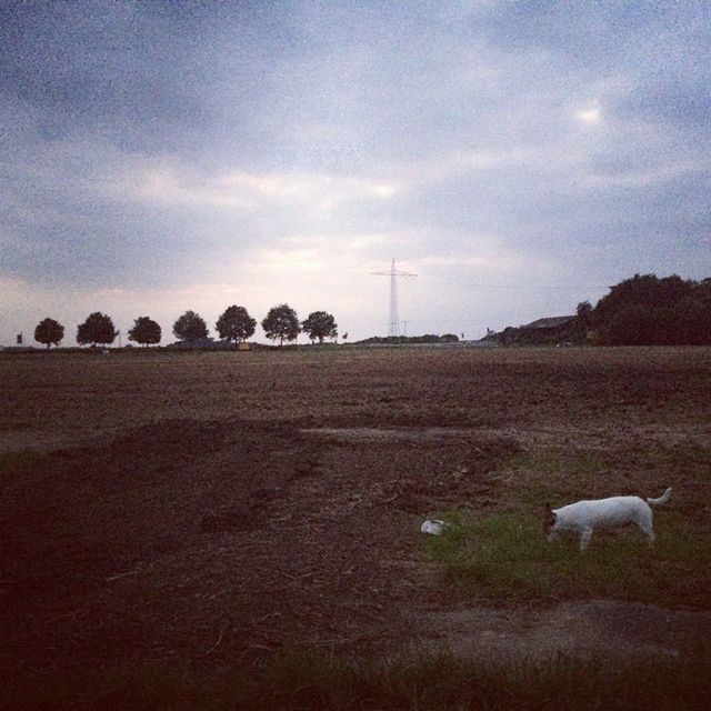 sky, landscape, animal themes, field, cloud - sky, domestic animals, rural scene, cloud, cloudy, tranquil scene, tranquility, mammal, nature, livestock, horizon over land, scenics, agriculture, grass, sheep, road