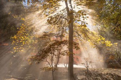 Autumn sunrays in utah