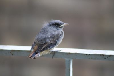 Close-up of bird perching on railing
